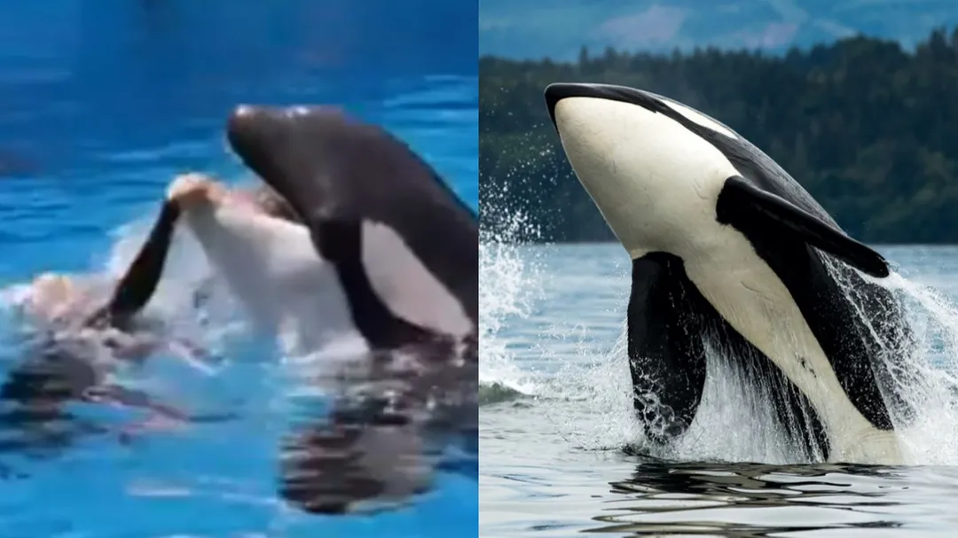 Did Jessica Radcliffe really get killed by an orca? Here's what you need to know about the viral video