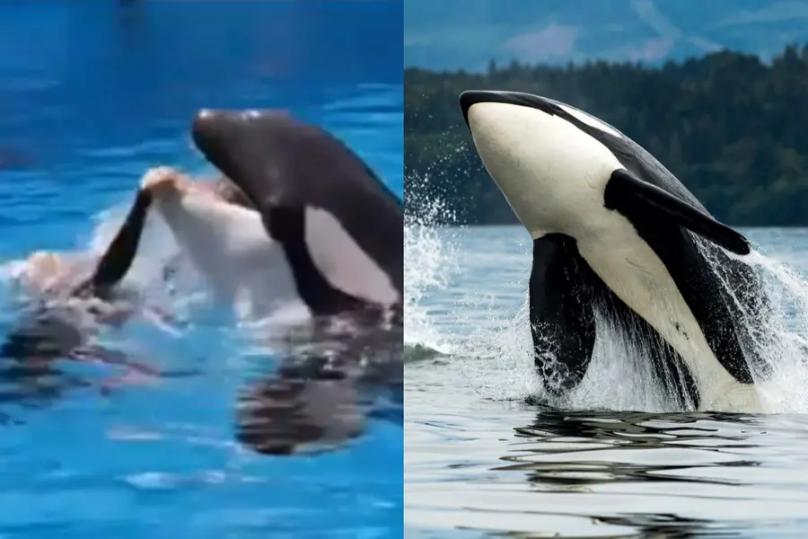 Did Jessica Radcliffe really get killed by an orca? Here's what you need to know about