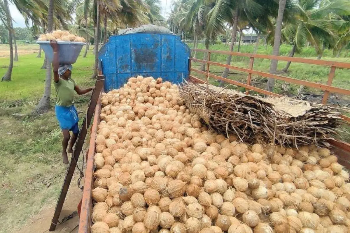 Collecting coconuts for the market