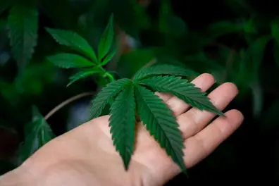 2 Kerala men who arrived from Singapore nabbed at Coimbatore Airport with ₹7 cr hydroponic cannabis