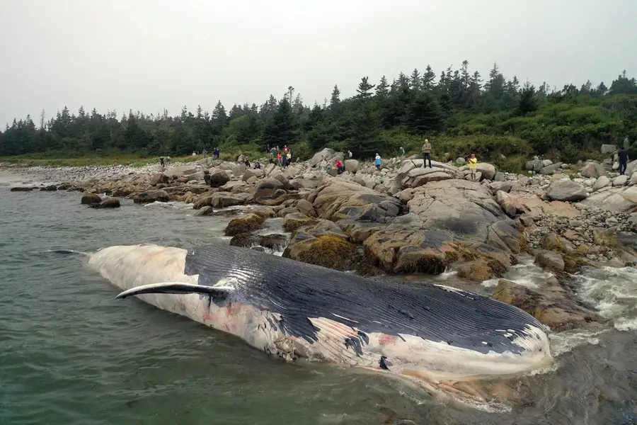 blue whale