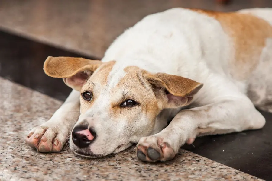 'I will look into this...' CJI Gavai hints at rethink on stray dog relocation order