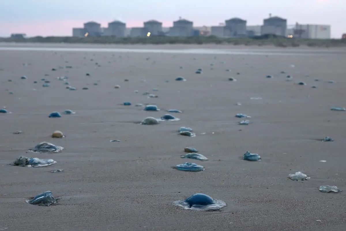 Jellyfish lying on the shore near the Gravelines nuclear power plant in Gravelines, northern France | Photo: AFP