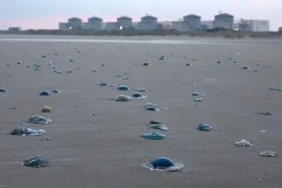 Jellyfish invasion forces shutdown at one of Europe's largest nuclear plants, one reactor restarts