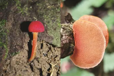 173 mushroom species discovered in Kerala’s Aralam, Kottiyoor Wildlife Sanctuaries