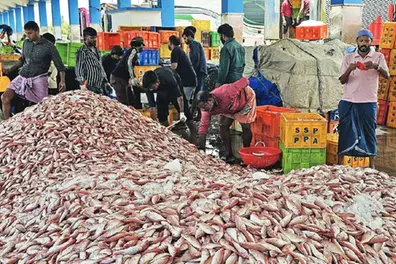 Sardine, mackerel prices plummet as fish supply surges in Kerala