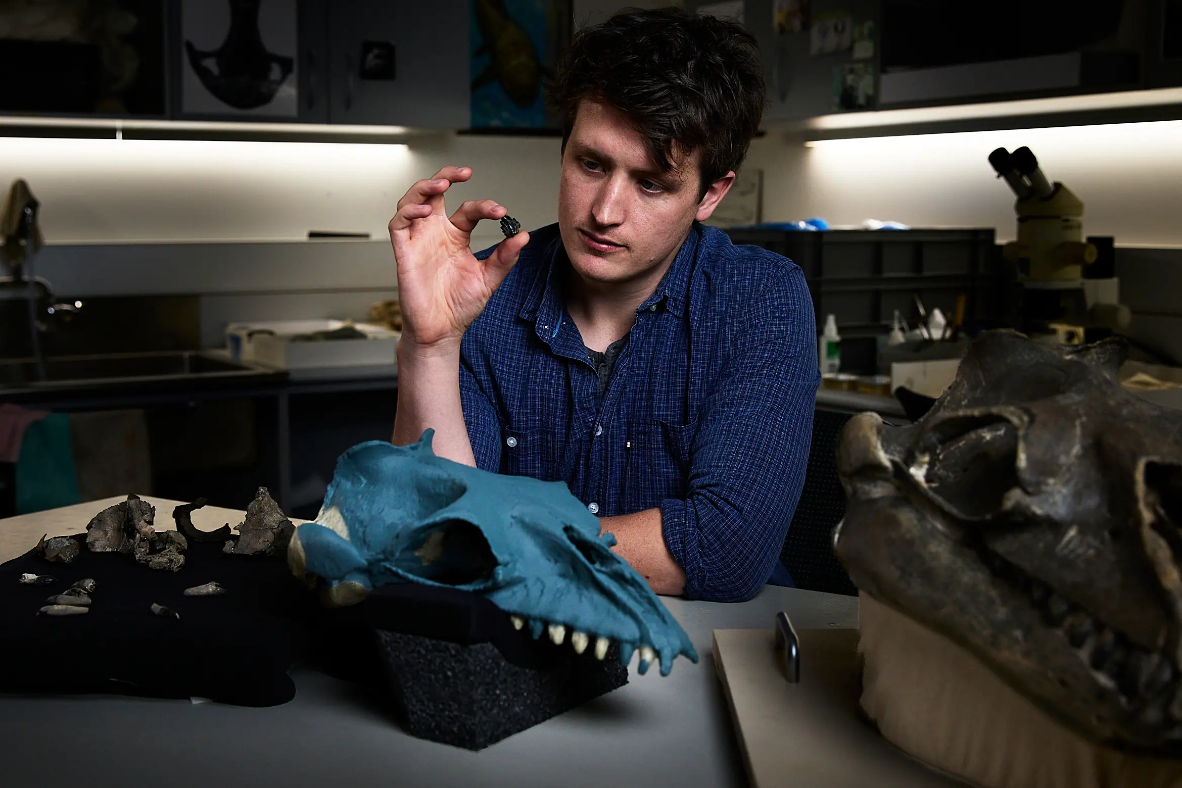 Ruairidh Duncan examines a tooth and partial fossil skull, at left, in the palaeontology lab at Melbourne Museum | Photo: AP