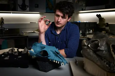 Meet the Pokémon-faced whale that roamed 25 million years ago