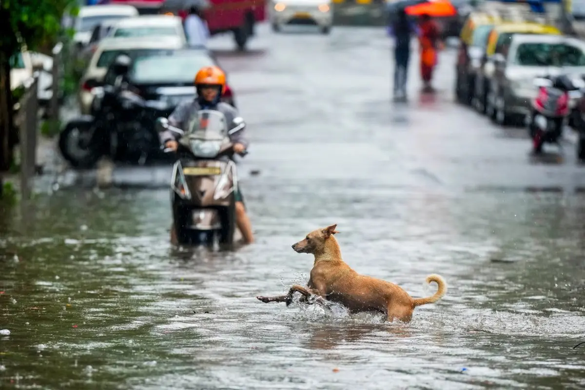 A road is severely waterlogged following heavy rainfall, at Dadar Hindmata in Mumbai on Monday. Photo: ANI