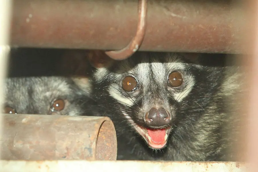 Asian Palm Civet