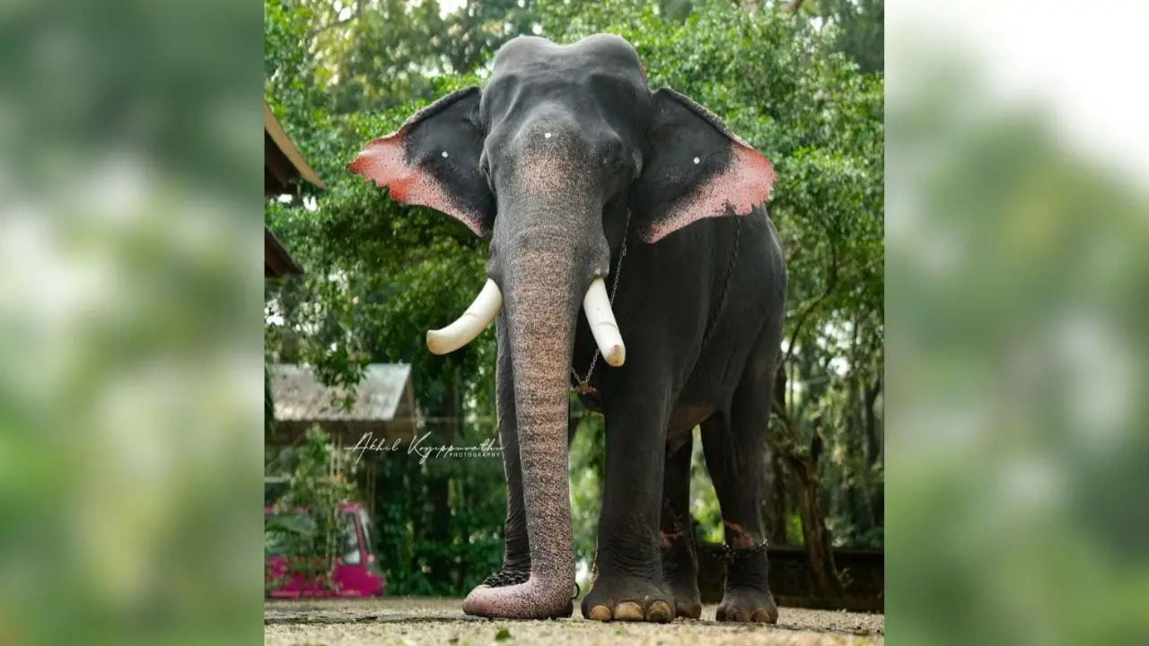 Erattupetta Ayyappan