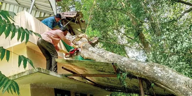 Officials removing the fallen tree | Mathrubhumi
