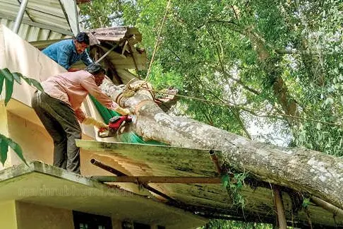 Chambakkara Panchayat cuts fallen tree after landowner refuses to act