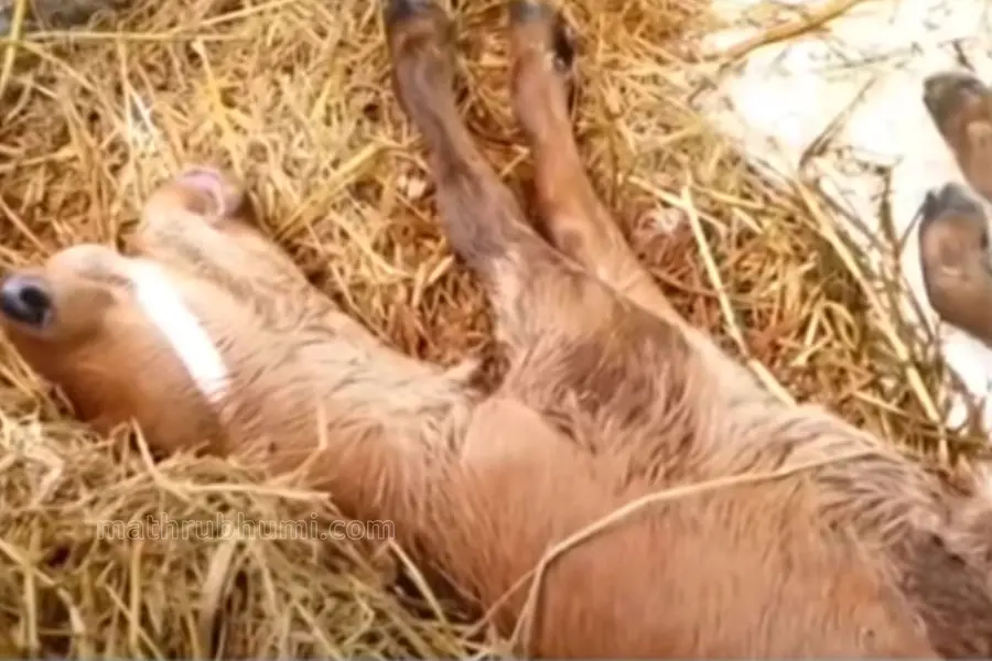 CALF