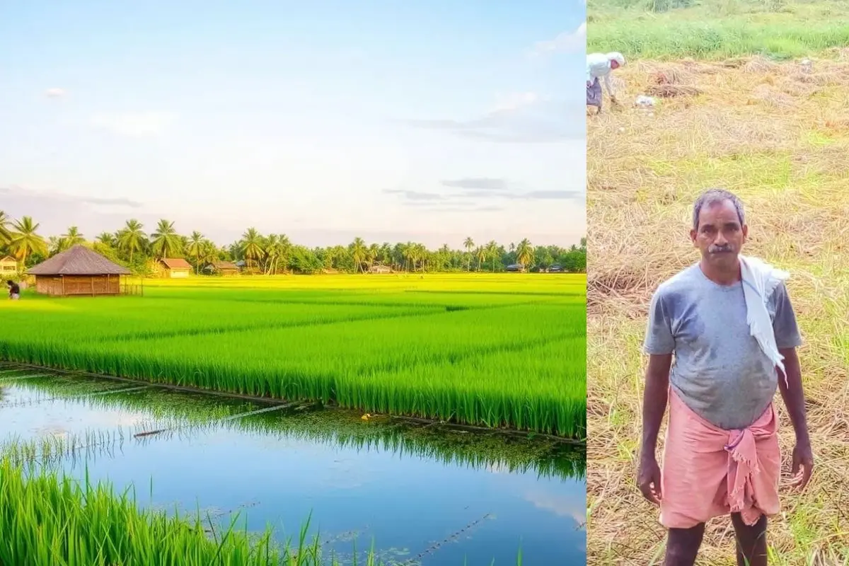 "Kozhikode farmer Venu stands amid his fields, where 70 rare rice varieties thrive. Photo: X