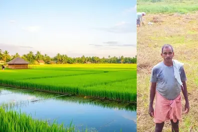 Kozhikode’s living rice library: 1 farmer, 70 varieties