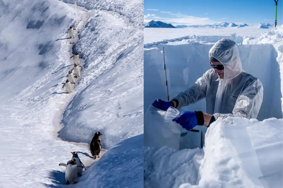 Snow melts faster in tourist areas of Antarctica: Study