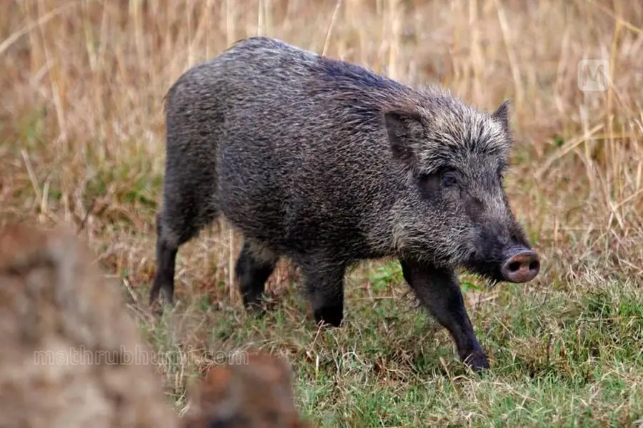 Kerala unveils draft policy to mitigate human-wildlife conflict, eradicate wild boar threat
