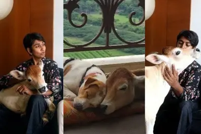 Meet Alex Pandian, the bull calf with a Thalaivar name who dines with dogs on a 28th floor | WATCH