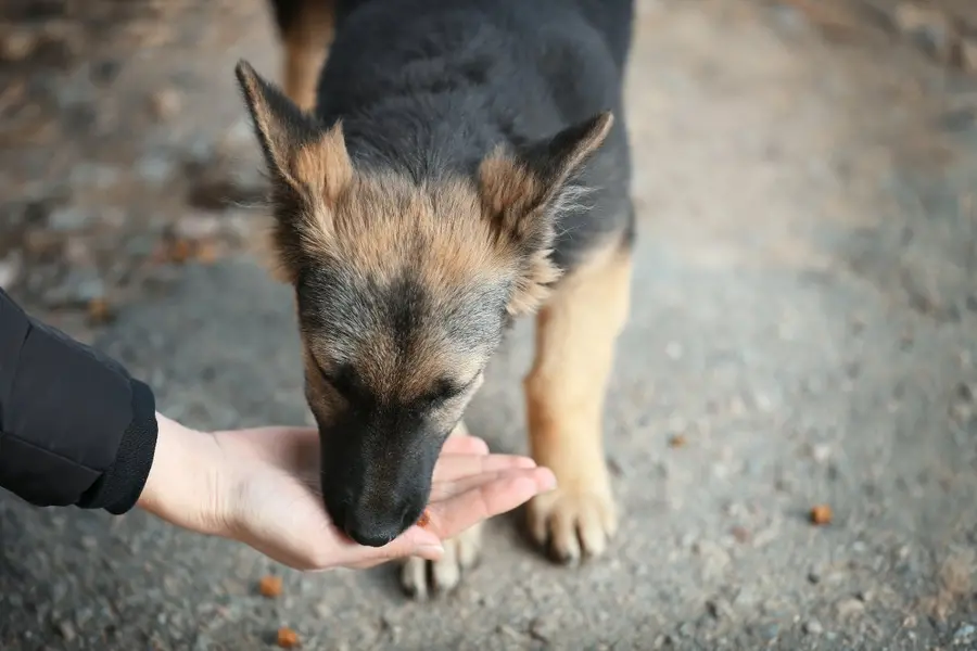 SC modifies stray dog order, says those with aggressive behaviour or rabies shall be immunised