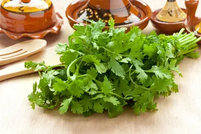No fridge? No problem! Here’s how to keep coriander leaves fresh for a week