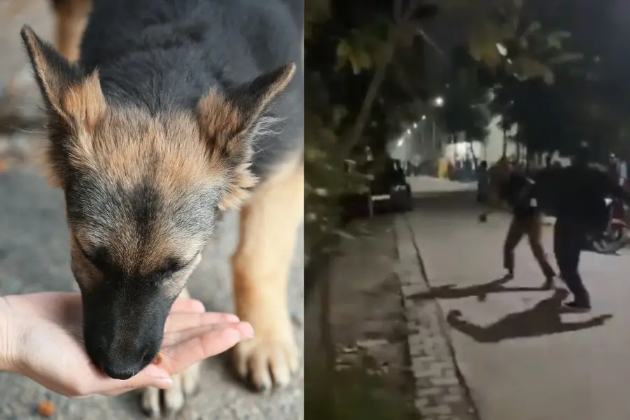stray dog