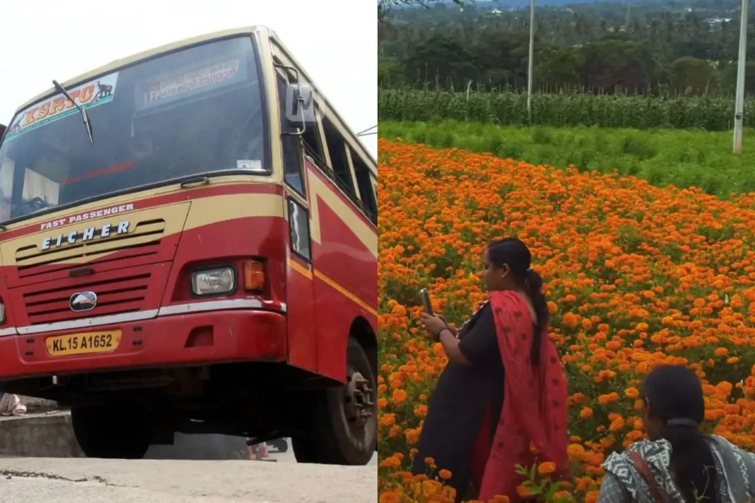 KSRTC (File photo), flower fields of Gundlupet in Karnataka