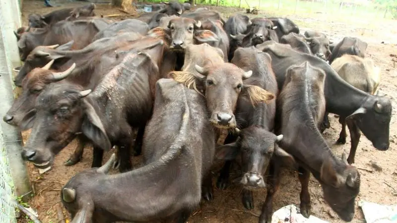 Representation image | Mathrubhumi