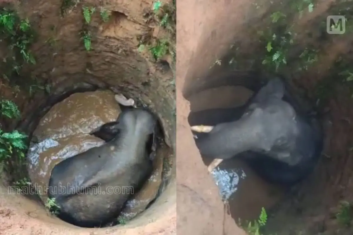Wild elephant trapped in a well in a village near Kottappady, Ernakulam. | Photo: MBI