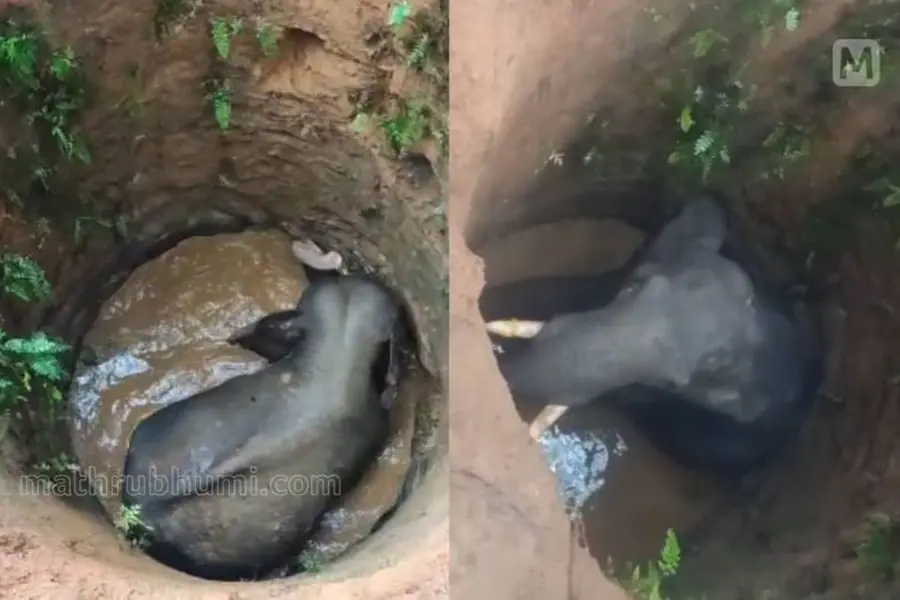 Wild elephant falls into well at a village in Ernakulam; rescue efforts on