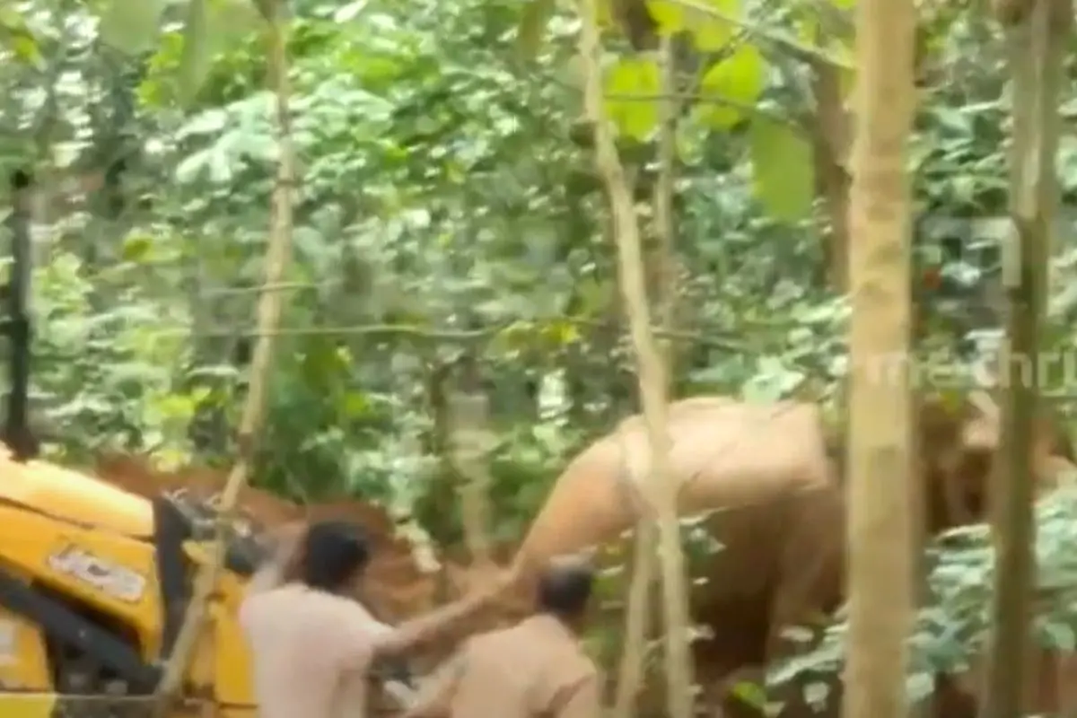 Elephant runs out of the well. | Screengrab/X