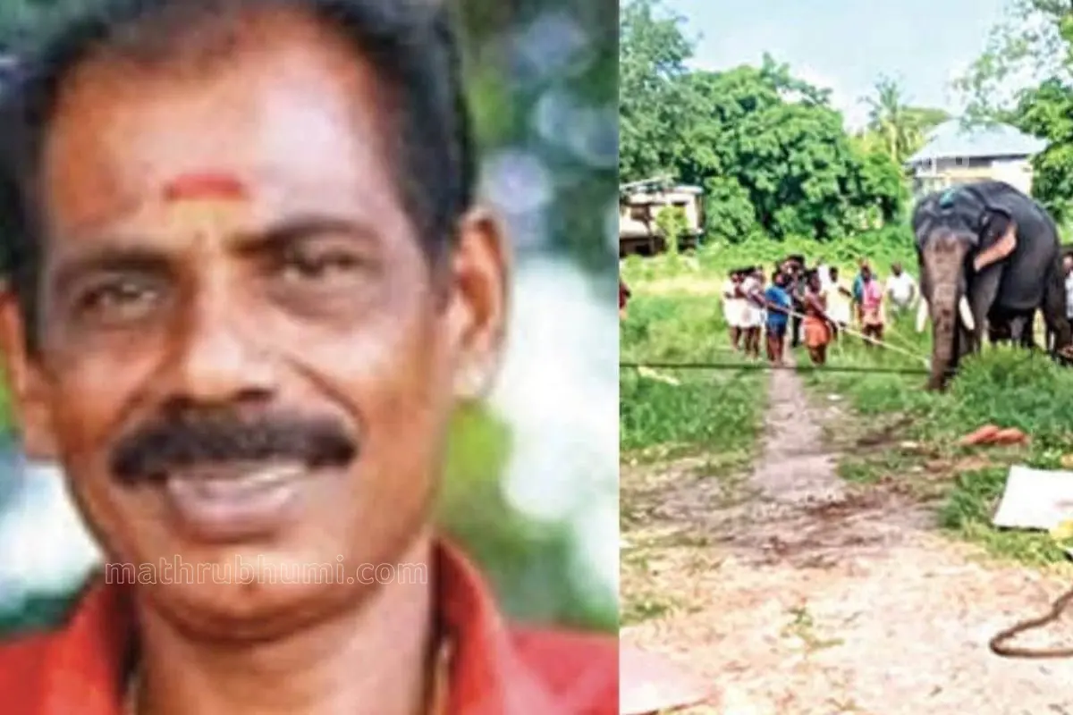 Muraleedharan Nair, Moving the attacking elephant to the Valiyakottara compound