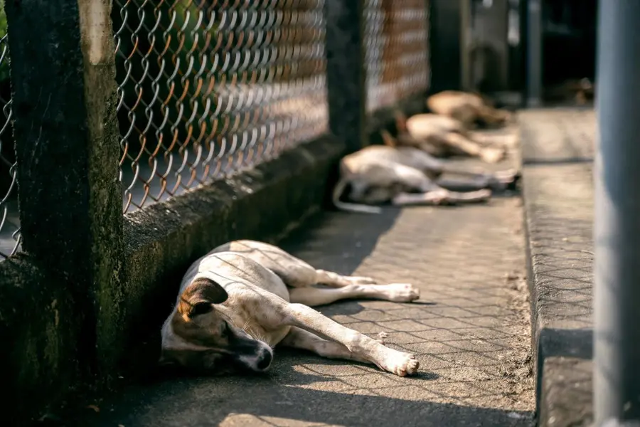 stray dogs
