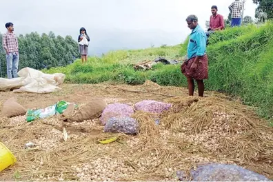 Elephants wipe out garlic harvest in Kanthalloor; Angry farmers detain forest officials
