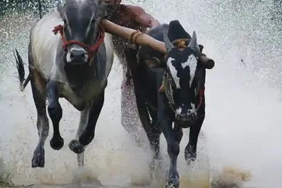 19 bull pairs abused, 20 booked: Police launch probe over PETA complaint on illegal race event in Kerala