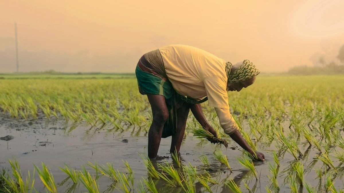 GST cuts on farm inputs a boon for farmers: Agriculture Minister ...