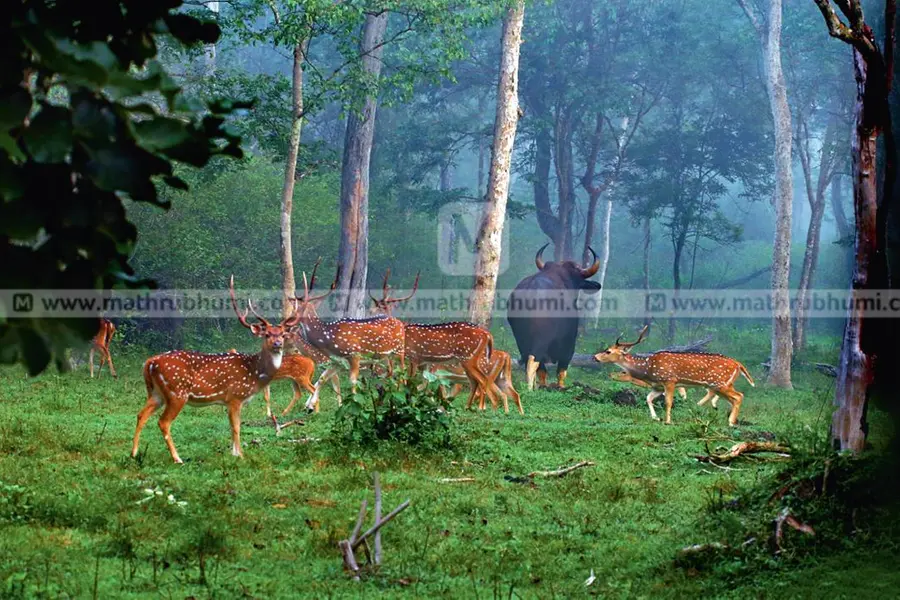 വന്യജീവിദിനത്തിൽ കാണാം ചിത്രകഥാപുസ്തകം പോലെയൊരു കാട്