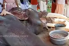 67 വര്‍ഷം ഗുരുവായൂരപ്പന്റെ തിടമ്പേറ്റിയിരുന്ന ഗജരാജന്‍ ഗുരുവായൂര്‍ പത്മനാഭന്‍ ചരിഞ്ഞു