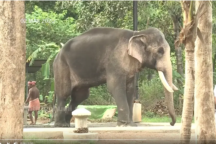 തെച്ചിക്കോട്ട്കാവ് രാമചന്ദ്രന്റെ വിലക്ക് നീക്കി