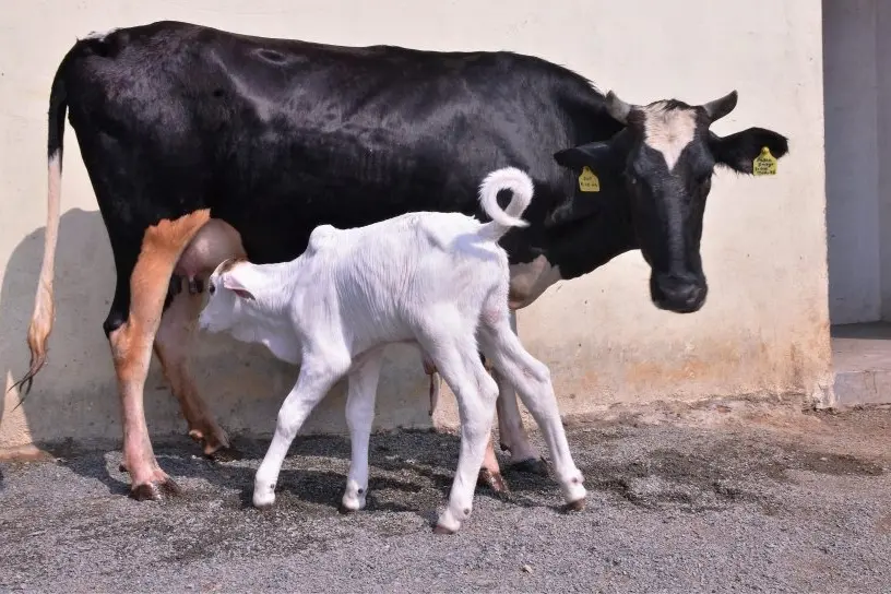 ചാണകത്തിന്റെ ഔഷധഗുണത്തെ കുറിച്ച് പഠിക്കാന് റിസര്ച്ച് പ്രൊപ്പോസല് ക്ഷണിച്ച് സര്ക്കാര്