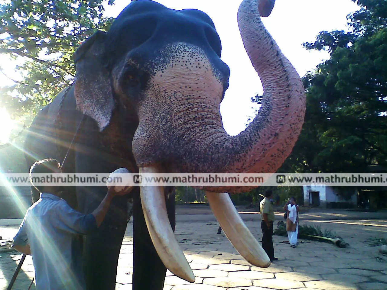 ഗജരത്നം പത്മനാഭന്‍