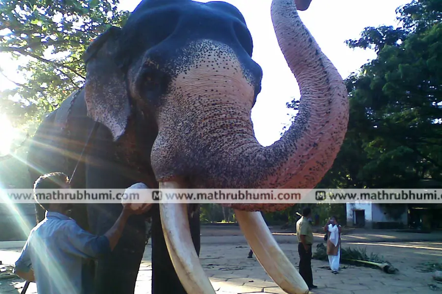 ആനയോട്ടത്തില് ഒന്നാമനായി ഓടിയെത്തി, പദ്മനാഭന് ആനത്തറവാട്ടിലെ കാരണവരായി