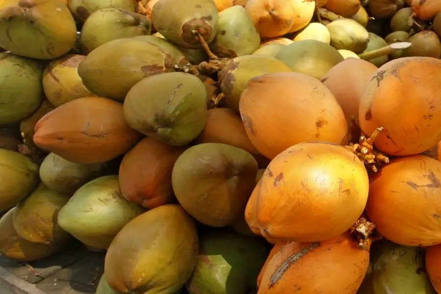 ഉണര്വിനും ഊര്ജത്തിനും ഒരു ഇളനീര് കുടിച്ചാലോ ?