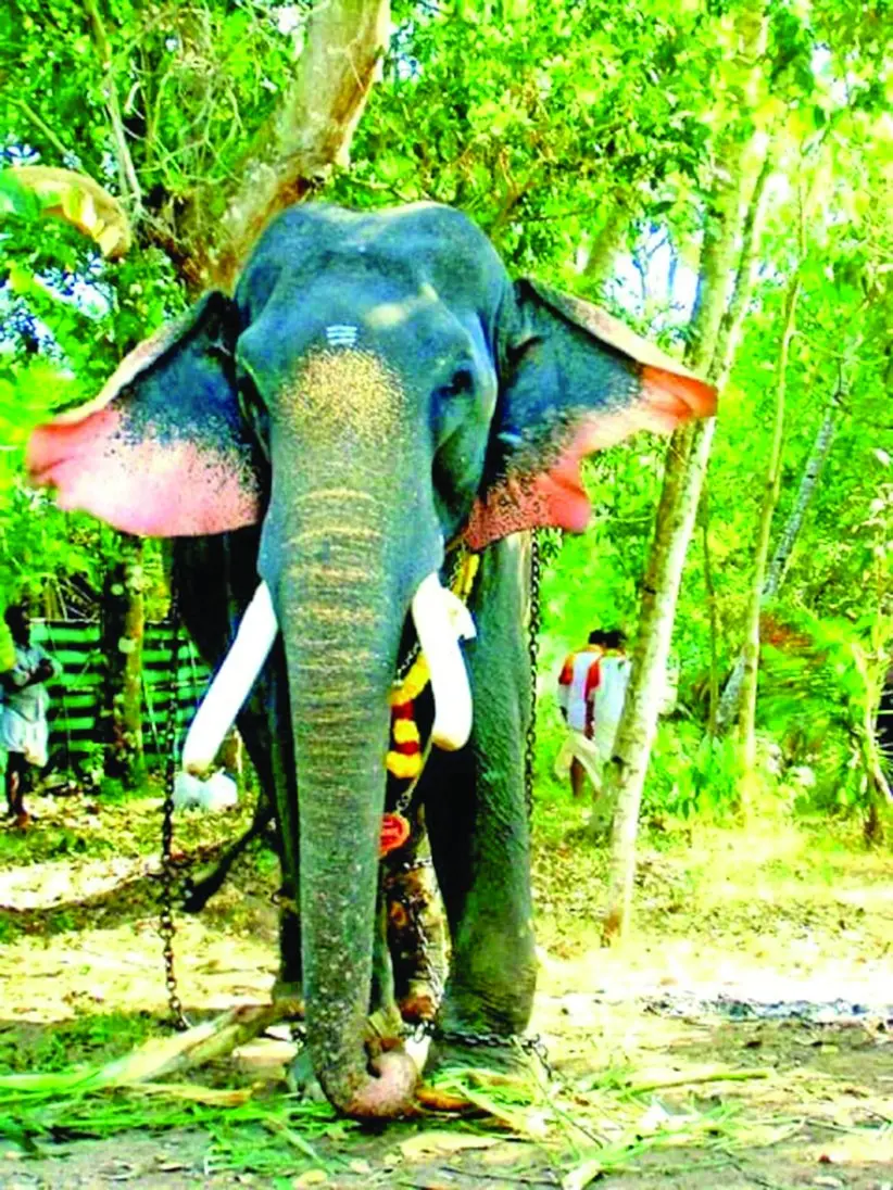 representative image, photo: mathrubhumi archives