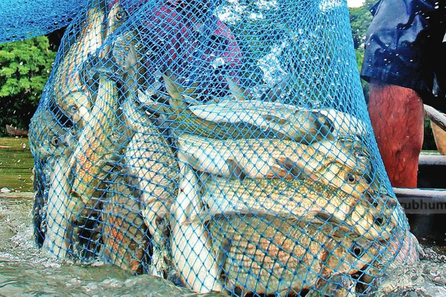 വളര്ത്തുമീന് ആവശ്യക്കാരേറുന്നു; ലോക്ഡൗണ് സമയത്തുതന്നെ മീനെല്ലാം വിറ്റുതീര്ന്നെന്ന് കര്ഷകര്