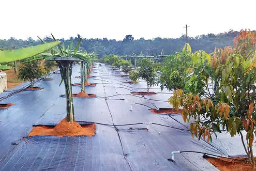 എടപ്പറ്റയിൽ വിളയുന്നു മറുനാടൻ മധുരം