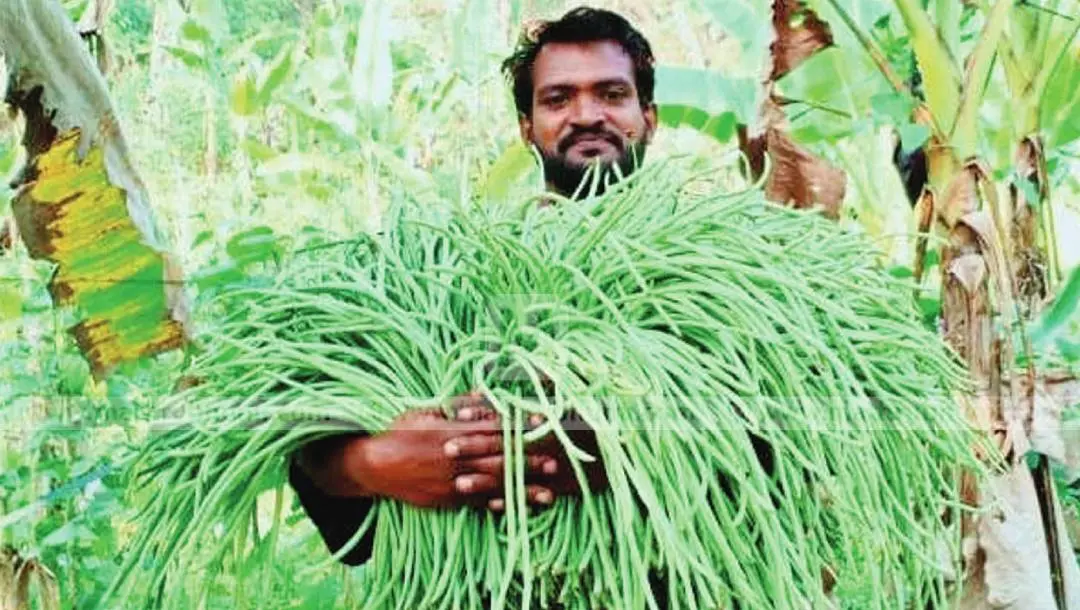 വിളവെടുത്ത പയറുമായി രജീഷ്