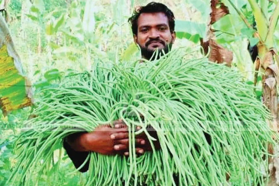 രണ്ടേക്കറില് രജീഷിന്റെ പയര്കൃഷി; ദിവസേന വിളവെടുക്കുന്നത് 50 കിലോ പയര്