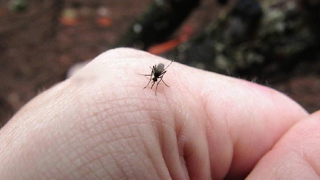 Mookolodi Insect ഒരു കൊതുക് കടിച്ചാല് എന്തൊക്കെ സംഭവിക്കാം...? | Mathrubhumi