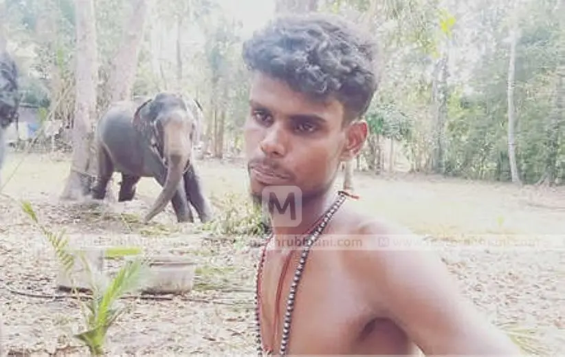 രണ്ടാം പാപ്പാന് സഞ്ജു. പിന്നില് ഇടഞ്ഞോടിയ ആനയായ അപ്പുവിനെ തളച്ചനിലയില്